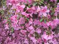 Allure Azalea / Rhododendron 
